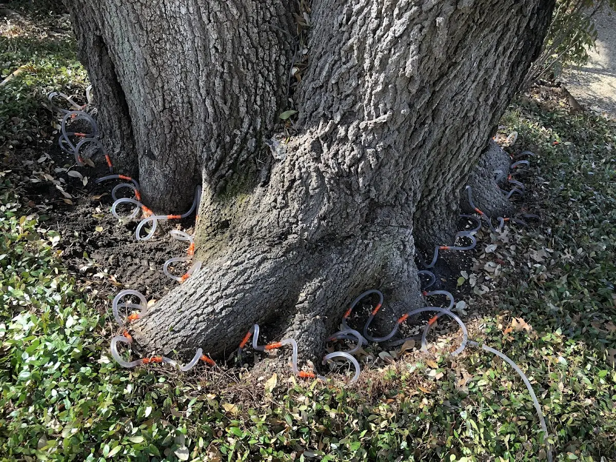Detailed Tree Cabling and Bracing job site in Lawrenceburg