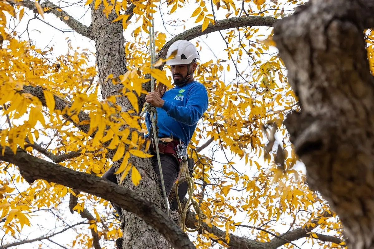 Skilled Tree Planing crew working in Lawrenceburg